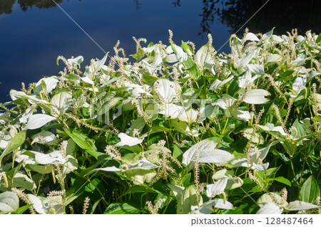 中之條庭園野反池的鳶尾花盛開 128487464