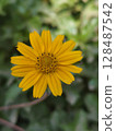 yellow flower of a yellow daisy 128487542