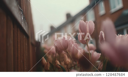 pink tulips in a garden pink tulips in a garden 128487684