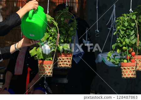 Watering a pot of Chinese lantern plants 128487863