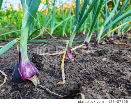 Close-up of an onion in a garden. Red onions grow in the garden, Harvest onions, Growing vegetables, Onion bulbs in soil, plantation in country garden, growing vegetables Close-up of an onion in a garden. Red onions grow in the garden, Harvest onions, Growing vegetables, Onion bulbs in soil, plantation in country garden, growing vegetables 128487866