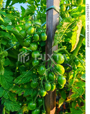 Organic healthy green tomato fruit vegetable grow in agriculture farm. green tomato on branch in garden 128487867