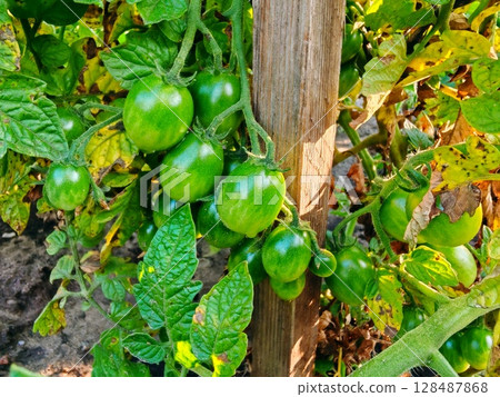 Organic healthy green tomato fruit vegetable grow in agriculture farm. green tomato on branch in garden Organic healthy green tomato fruit vegetable grow in agriculture farm. green tomato on branch in garden 128487868