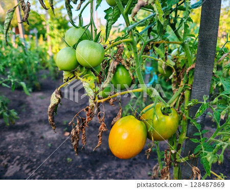 Organic healthy green tomato fruit vegetable grow in agriculture farm. green tomato on branch in garden Organic healthy green tomato fruit vegetable grow in agriculture farm. green tomato on branch in garden 128487869