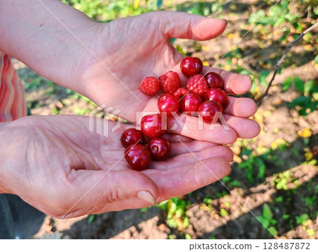 Raspberry berries in a farmer's hands. juicy red ripe raspberry in hand. 128487872