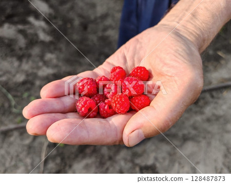 Raspberry berries in a farmer's hands. juicy red ripe raspberry in hand. 128487873