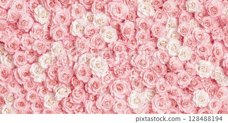 Rose wall. Rose flower background. Natural fresh roses flowers pattern wallpaper. Top view. Light Amazing rose flower heads backdrop. Delicate blossoming roses, blooming flowers festive pastel card. 128488194