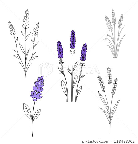 Lavender Flower Line Art Collection Lavender Flower Line Art Collection 128488302