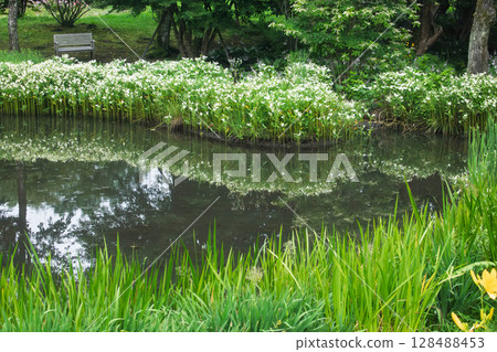 Flowering irises at Nozori Pond, Nakanojo Gardens 128488453