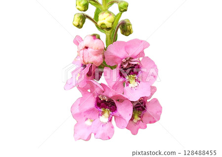 Angelonia Flower PNG Transparent Background 128488455