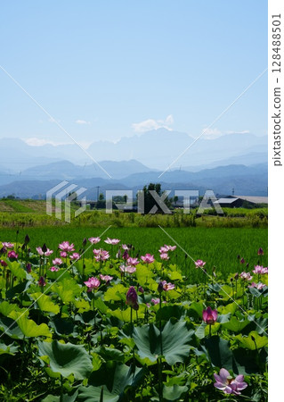 富山縣上市町的蓮花田,在藍天映襯下熠熠生輝 富山縣上市町的蓮花田,在藍天映襯下熠熠生輝 128488501