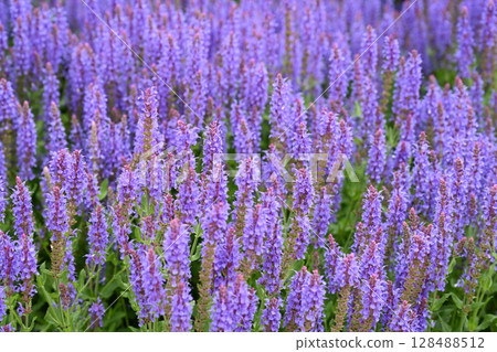 Ornamental garden plant woodland sage Ornamental garden plant woodland sage 128488512