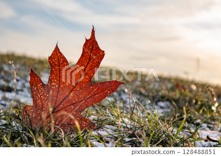 Autumn lawn In the park, parkland. A brown leaf lies on green grass with the first snow. Fall is transitioning into winter. Frozen land in wintertime. 128488851