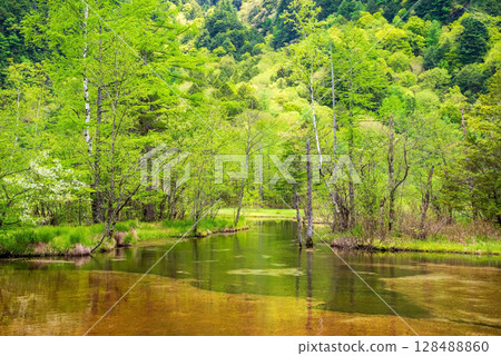 Kamikochi scenery: "Tashiro Pond with fresh greenery" 128488860