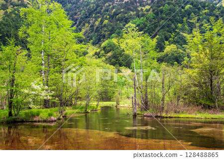 Kamikochi scenery: "Tashiro Pond with fresh greenery" 128488865