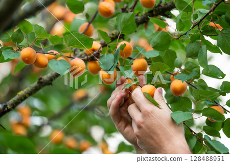 Hands of a man collecting ripe apricots. Harvest of apricots from the tree, man picking ripe yellow berries Hands of a man collecting ripe apricots. Harvest of apricots from the tree, man picking ripe yellow berries 128488951
