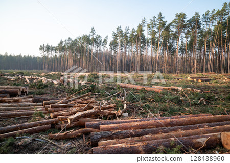 Cut pine trees in a forest clearing on a logging site during sunset. Pine trees cut down in a forest, logs scattered around 128488960