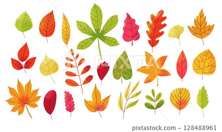 Autumn leaves set. Abstract fall forest foliage elements, botanical decorative green yellow red leaf icons, wood and garden trees leaves. Vector isolated collection 128488961