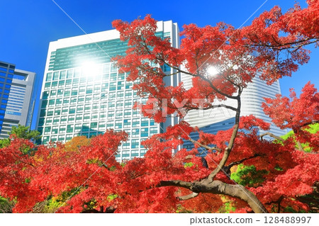 [Tokyo] Autumn leaves at Hama-rikyu Gardens and skyscrapers at Shiodome on a clear day (Hama-rikyu Gardens) 128488997
