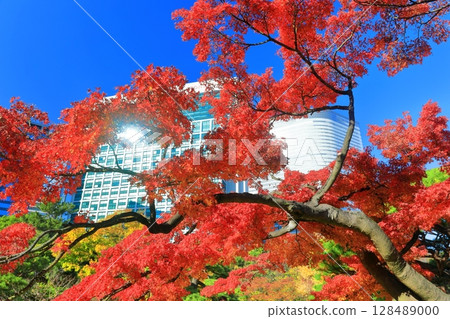 [東京] 晴天時，濱離宮恩賜庭園的紅葉與汐留的摩天大樓（濱離宮恩賜庭園） 128489000