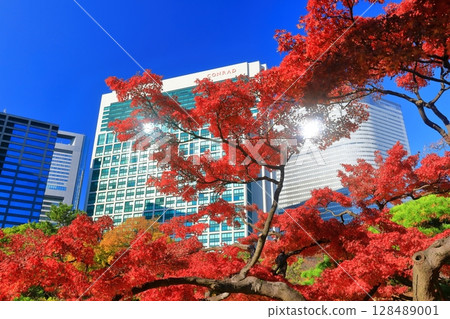 [東京] 晴天時，濱離宮恩賜庭園的紅葉與汐留的摩天大樓（濱離宮恩賜庭園） 128489001