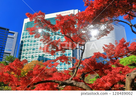 [Tokyo] Autumn leaves at Hama-rikyu Gardens and skyscrapers at Shiodome on a clear day (Hama-rikyu Gardens) 128489002