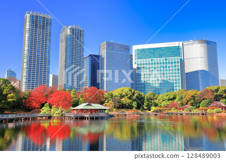 [東京] 晴朗的日子裡，濱離宮恩賜庭園的秋葉與薰留摩天大樓（濱離宮恩賜庭園） 128489003
