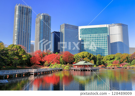 [Tokyo] Autumn leaves and Shiodome skyscrapers at Hama-rikyu Gardens on a clear day (Hama-rikyu Gardens) 128489009