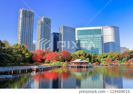 [東京] 晴朗的日子裡，濱離宮恩賜庭園的秋葉與薰留摩天大樓（濱離宮恩賜庭園） 128489010