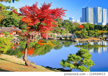 [Tokyo] Autumn leaves at Hama-rikyu Gardens on a clear day (Hama-rikyu Gardens) 128489015