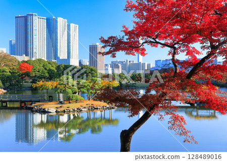 [東京] 晴天的浜離宮恩賜庭園的紅葉（浜離宮恩賜庭園） 128489016