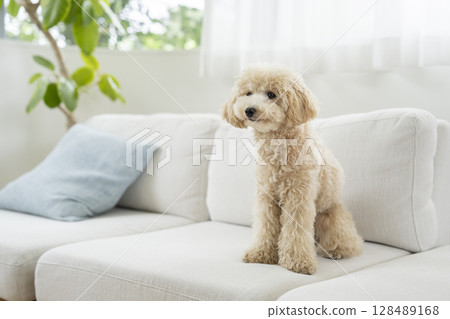 坐在沙發上的小狗 128489168