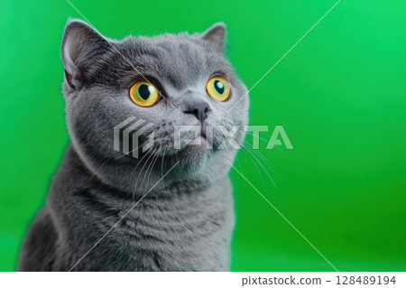 Astonished Scottish Fold Silver Cat with Big Yellow Striking Eyes isolated. Green Background. Studio. Surprised amazed feline muzzle. Kitten head closeup. Cute crazy pet banner. Copy space. Funny face 128489194
