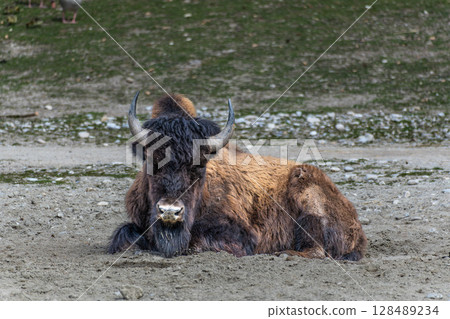 American buffalo known as bison, Bos bison in a german park 128489234