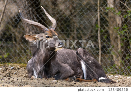 Nyala Antelope - Tragelaphus angasii. Wild life animal. Nyala Antelope - Tragelaphus angasii. Wild life animal. 128489236