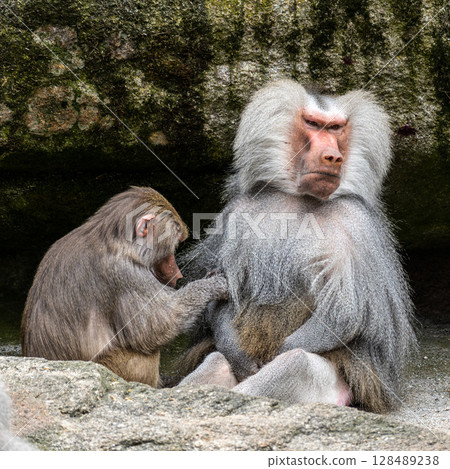 Hamadryas baboon, papio hamadryas, sitting together and grooming each other. Hamadryas baboon, papio hamadryas, sitting together and grooming each other. 128489238