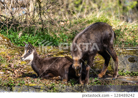 Apennine chamois, Rupicapra pyrenaica ornata, is living in Italy and Spain Apennine chamois, Rupicapra pyrenaica ornata, is living in Italy and Spain 128489242