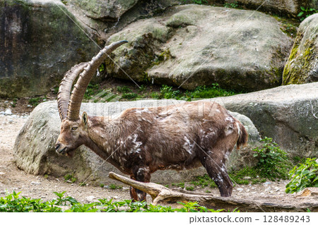 Male mountain ibex or capra ibex on a rock living in the European alps Male mountain ibex or capra ibex on a rock living in the European alps 128489243