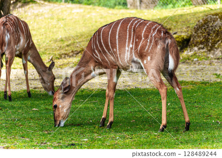 Nyala Antelope - Tragelaphus angasii. Wild life animal. Nyala Antelope - Tragelaphus angasii. Wild life animal. 128489244