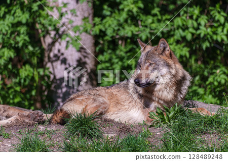 European Grey Wolf, Canis lupus in a german park European Grey Wolf, Canis lupus in a german park 128489248