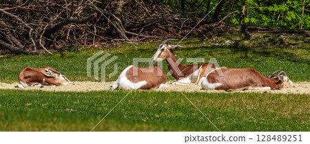 Dama gazelle, Gazella dama mhorr or mhorr gazelle is a species of gazelle Dama gazelle, Gazella dama mhorr or mhorr gazelle is a species of gazelle 128489251