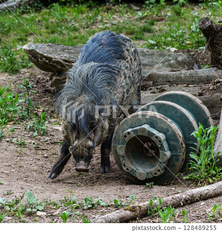 The Visayan warty pig, Sus cebifrons is a critically endangered pig 128489255