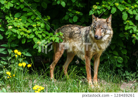 European Grey Wolf, Canis lupus in a german park 128489261
