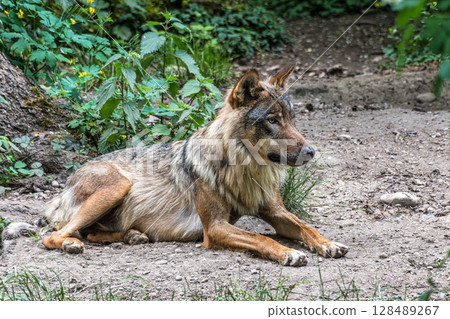 European Grey Wolf, Canis lupus in a german park 128489267