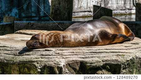The South American sea lion, Otaria flavescens in the zoo The South American sea lion, Otaria flavescens in the zoo 128489270