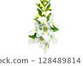 Angelonia salicariifolia Angel Flower PNG Transparent Background. 128489814