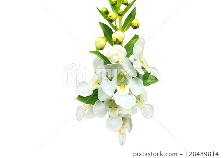 Angelonia salicariifolia Angel Flower PNG Transparent Background. Angelonia salicariifolia Angel Flower PNG Transparent Background. 128489814