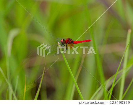 The smallest dragonfly in Japan, the Odonata family, Hachotombo (male) 128490559