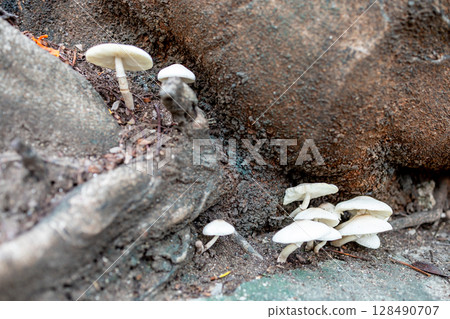 Wild Mushrooms in the Garden Wild Mushrooms in the Garden 128490707