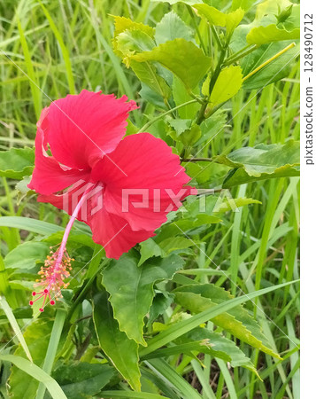 台灣宜蘭的芙蓉 台灣宜蘭的芙蓉 128490712